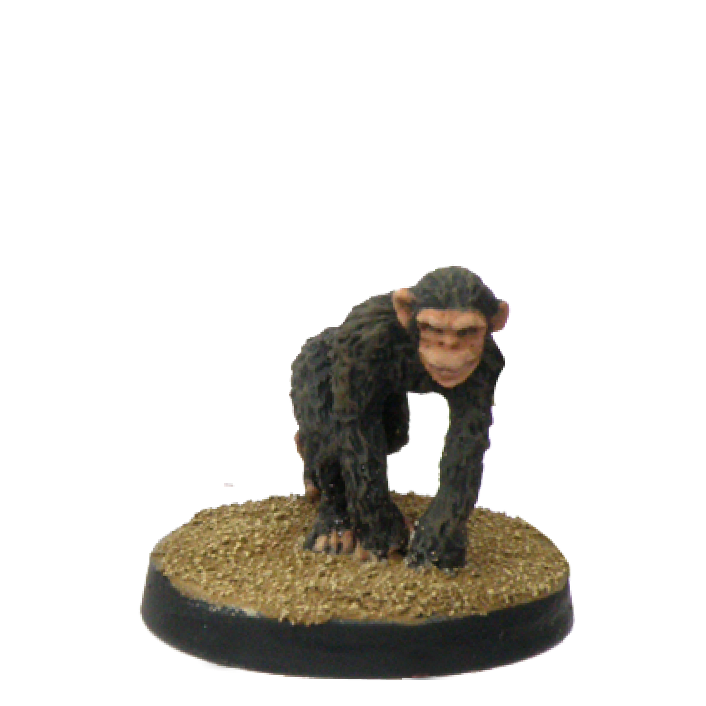 Chimpanzee
