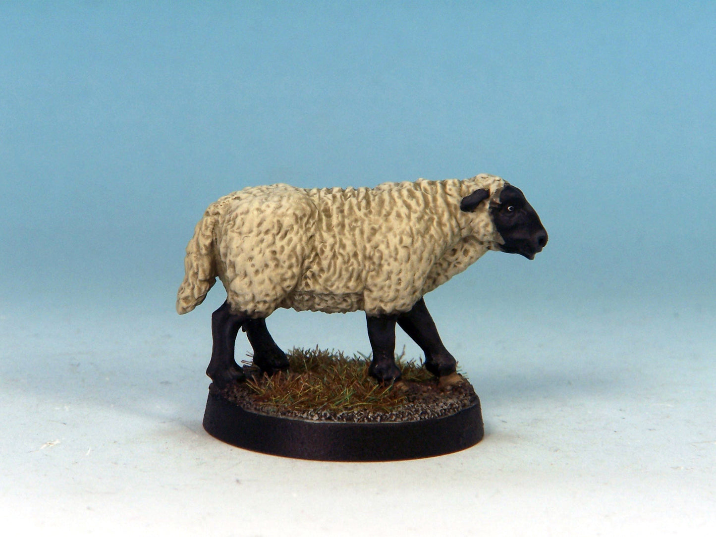 Sheep