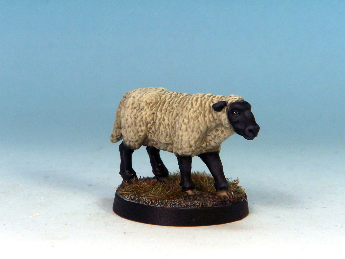 Sheep