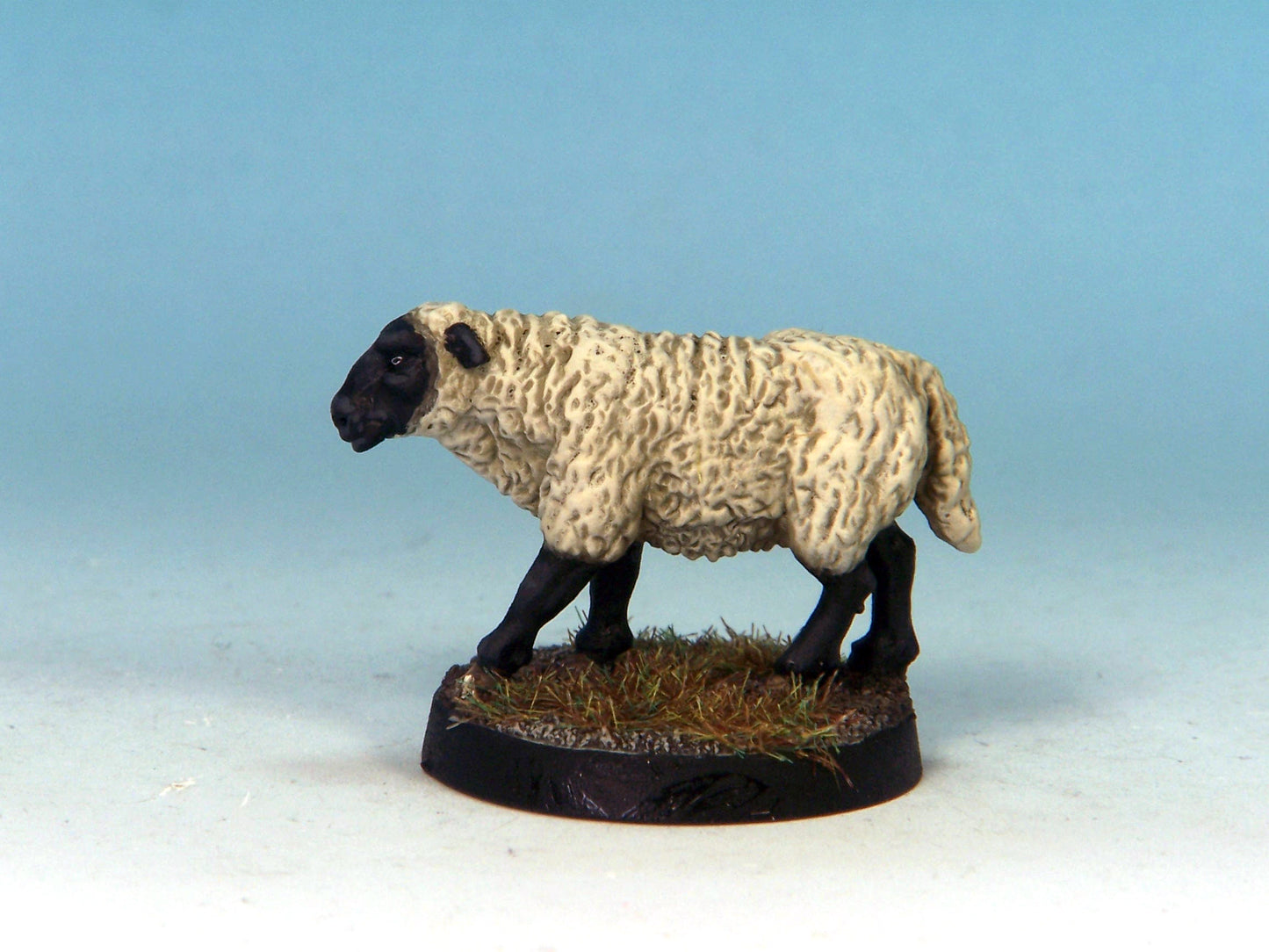 Sheep