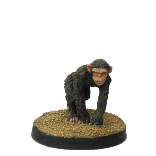 Chimpanzee