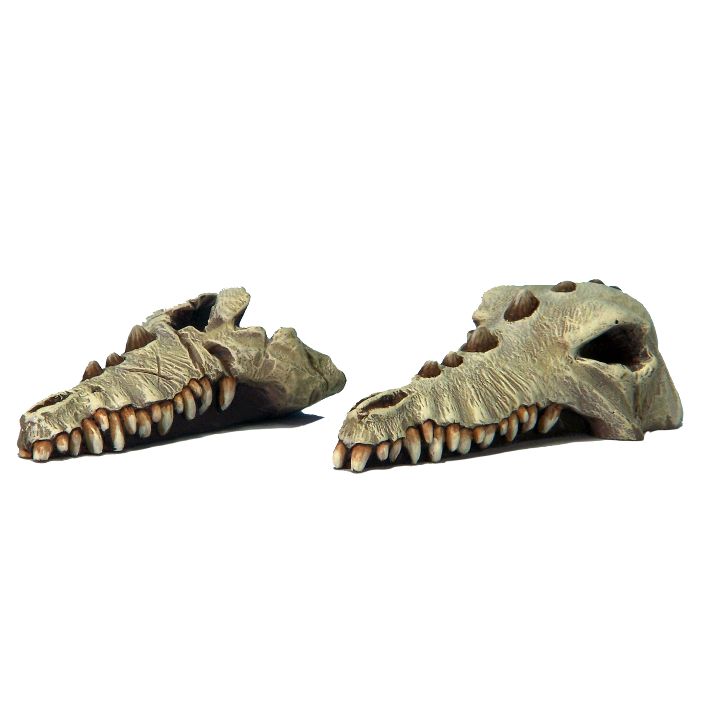 Dragon Skulls